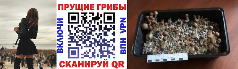 Купить закладки  Верещагино  Псилоцибиновые грибы Magic Shrooms 